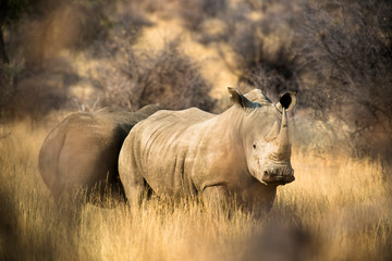 Nashorn im Gras