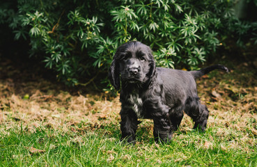 Cocker Spaniel Puppy playing in the Garden