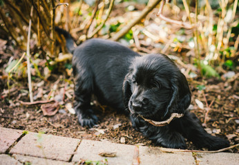 Cocker Spaniel Puppy playing in the Garden