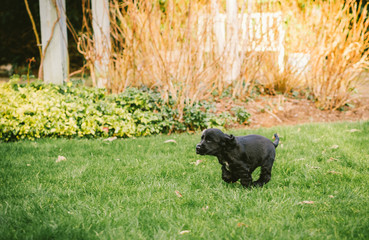 Cocker Spaniel Puppy playing in the Garden