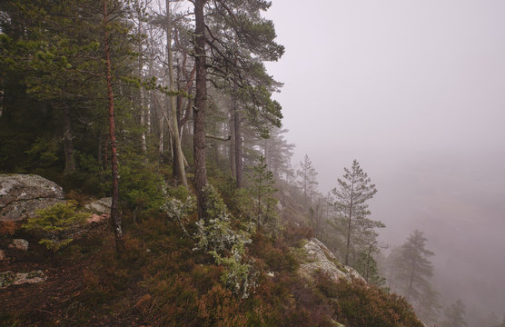 pines and forest at a height with dense fog in the background