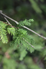 American bald cypress