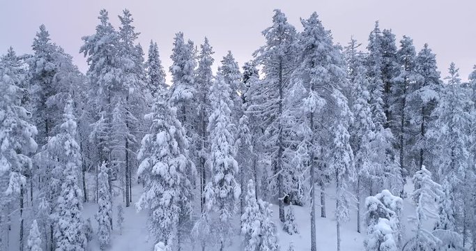 Boreal aka taiga forest in winter. 4K video with sideway movement.