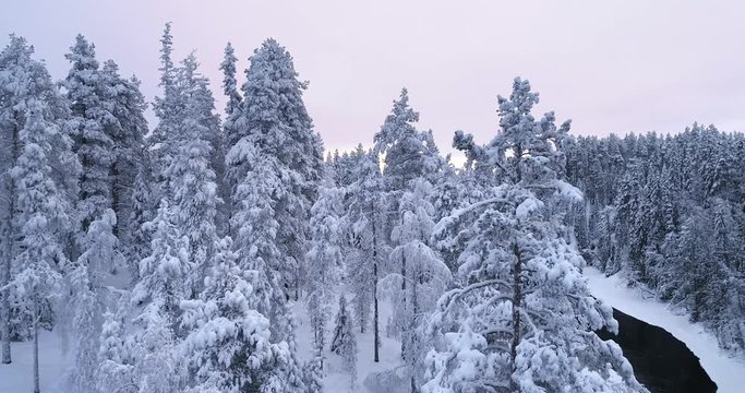 Drone aerial view of snow covered trees and a black watered river in winter. 4K footage with tracking movement