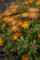Obraz premium Bright Yellow-Orange Small Flowers