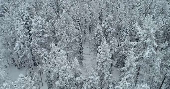Drone Aerial view of boreal forest covered by white beautiful snow