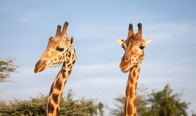 two giraffes in nature