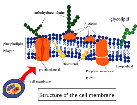 Phospholipid Bilayer Images – Browse 594 Stock Photos ...