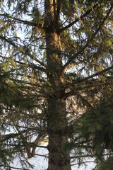 The trunk of a spruce tree that grows in the garden