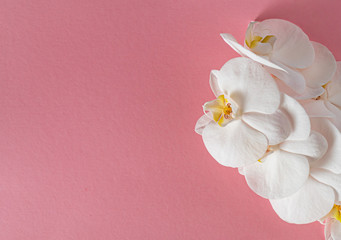 Naklejka na ściany i meble fresh white orchid on the color background