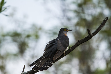 Rufous-chested cuckoo