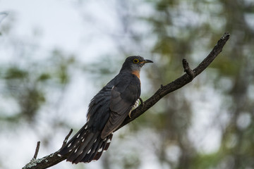 Rufous-chested cuckoo