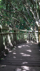 Puente de madera en un bosque