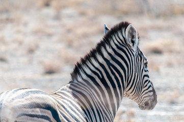 Closeup of the head of a Burchell's Plains zebra -Equus quagga burchelli- in Etosha National Park, Namibia.