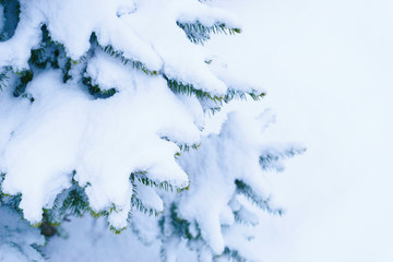 snow on the tree