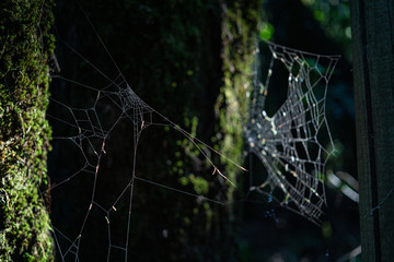 Gran tela de araña entre los arboles de un bosque