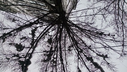 trees in winter in Moscow