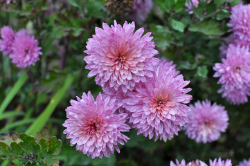 Autumn bloom of chrysanthemum