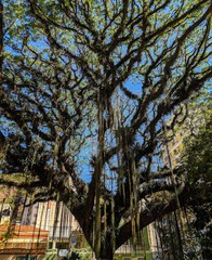 trees in the park