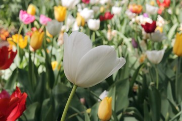 Blooming tulips in spring against the background of nature, park, flowers, season of spring, in a natural environment