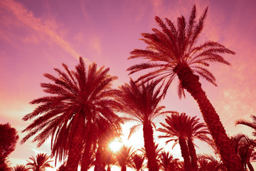 Fototapeta na wymiar Palm trees against the sunset sky. Tropical nature background. Palm trees bottom view
