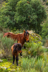 HORSE - CABALLO  (Equus ferus caballus), Faia Brava private reserve, Portugal, Europe