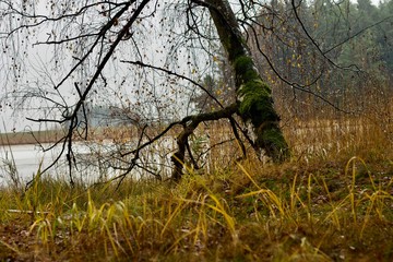 Old dark oddly shaped tree on the edge of the lake