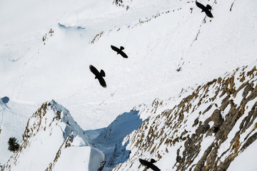 Natural scenery, snow on the high mountains in the cold winter of GRINDELWALD-FIRST TOP OF...