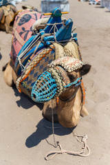 Close up of a camel used for transporting loads and people for tourism purposes
