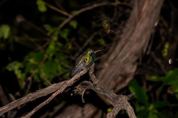 Broad-Billed Hummingbird (Cynanthus latirostris)