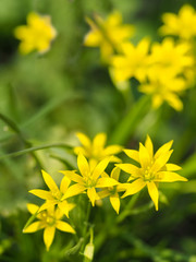 yellow flowers on a green natural background, soft focus.