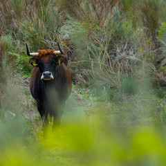 COWS OR CATTLE (Bos taurus o Bos primigenius taurus), Faia Brava private reserve, Portugal, Europe