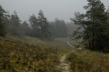 morning in the forest