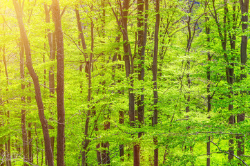Beech trees with green leaves on branches in Slavkov thick dense foliage forest wood near Karlovy Vary (Carlsbad) town, West Bohemia, Czech Republic