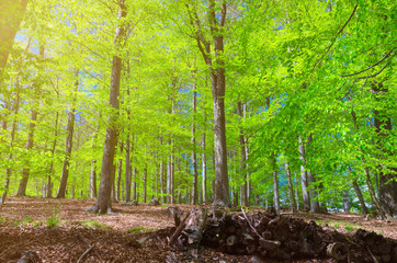 Beech trees with green leaves on branches in Slavkov thick dense foliage forest wood near Karlovy Vary (Carlsbad) town, blue sky through branches, West Bohemia, Czech Republic