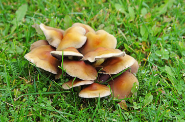 Grzyby © Patdrig Torc