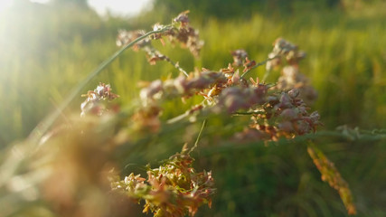 beautiful weed details