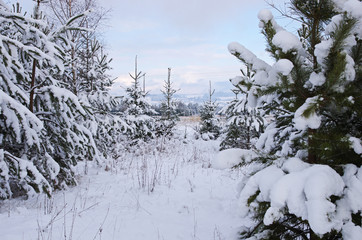 Las i pola w zimę zasypane śniegiem - obrazy, fototapety, plakaty