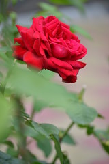 a bright beautiful rose flower bloomed in the garden on a summer afternoon