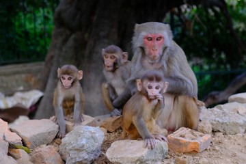 Fototapeta na wymiar Monkey family of makak rezus (macaca mulatta) next to Swayambhunath stupa (Monkey Temple). Little monkey looking at lens. Kathmandu, Nepal
