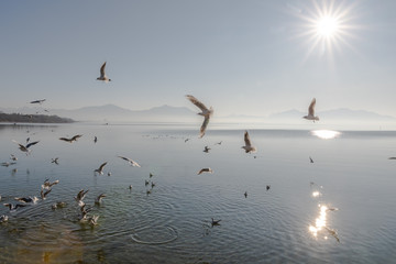Möwen im Gegenlicht am Chiemsee vor Bergpanorama
