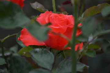 Obraz premium a bright beautiful rose flower bloomed in the garden on a summer afternoon