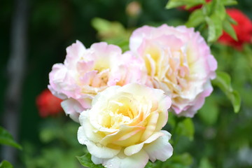 a bright beautiful rose flower bloomed in the garden on a summer afternoon