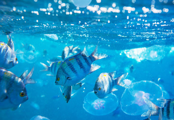 Coral reef