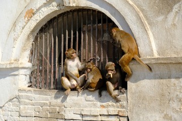 Group of macaque rhesus  (macaca mulatta) next to Pashupatinath temple on bank of Bagmati River in Kathmandu, Nepal
