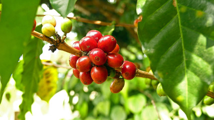Robusta coffee beans on the bush