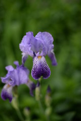 a bright iris flower with different petals bloomed in summer