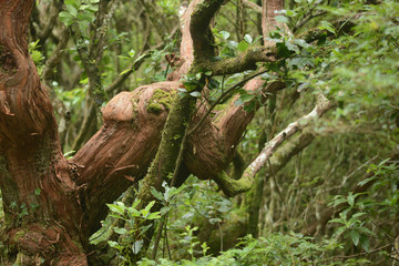 details of Madeira island, Portugal