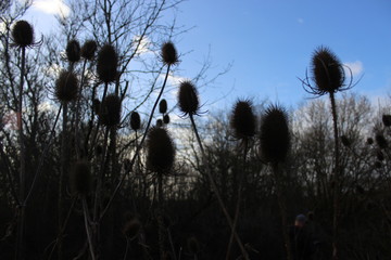 Teasel spikey seed head 