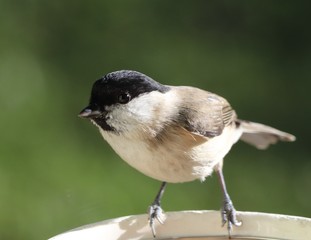 bold marsh tit in winter